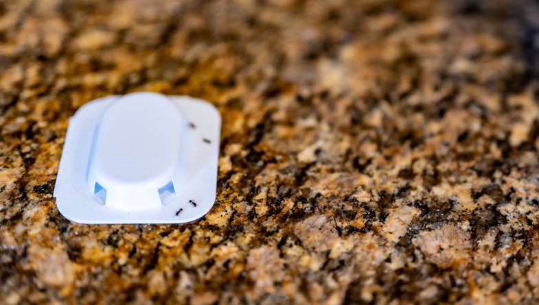 A bait trap sitting on a granite counter with ants walking across