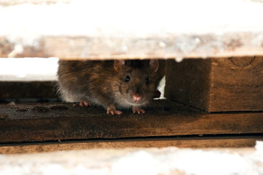 A hiding rat looking toward the camera