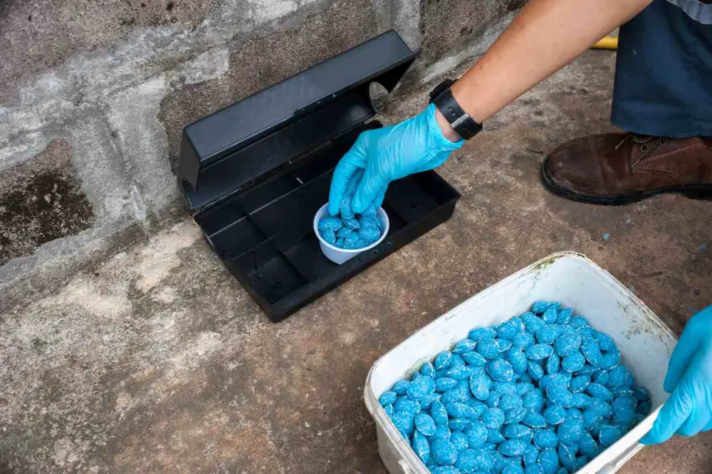 Pest control professional setting up a trap to get rid of rodents inside a house.