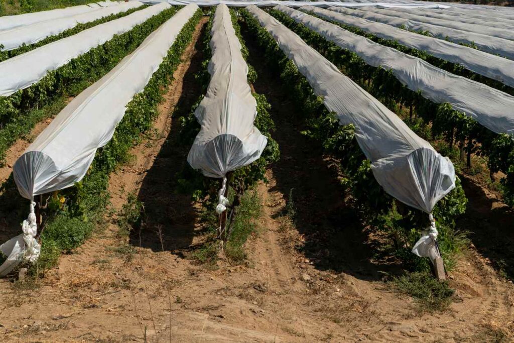 A row of grape vines is protected against pests by a floating row cover.