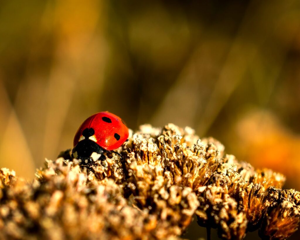 A close-up of a ladybug on a gold-collared flower.